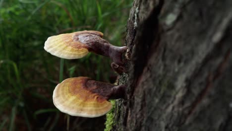 tracking shot of reishi mushrooms on the side of a tree in a forest, right to left