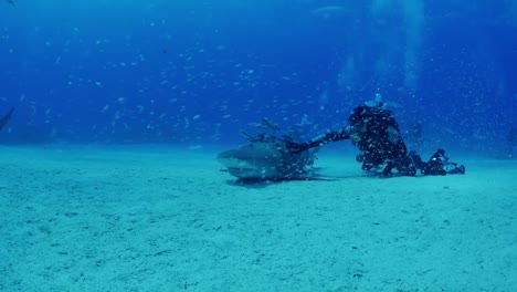 un buzo acariciando un tiburón tigre mientras el tiburón descansa en una inmovilidad tónica