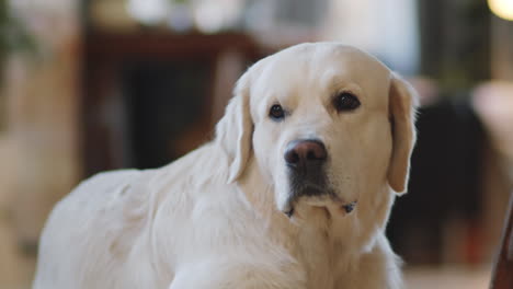 golden retriever portrait