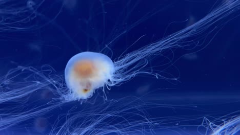 Medusas-En-Un-Tanque-De-Agua