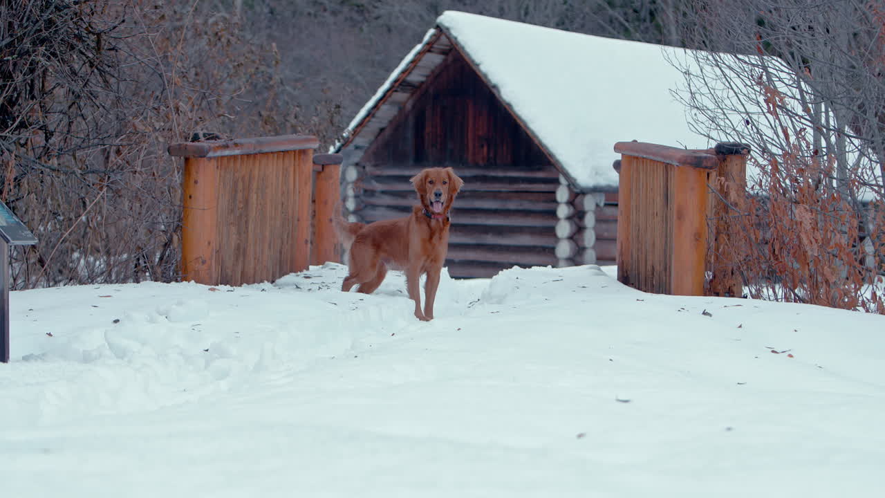 golden retriever de pie frente a una cabaña de invierno en la nieve profunda