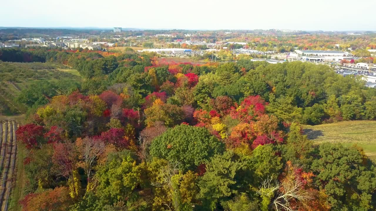 Trees With Autumn Colors In Apple Orchard In Peabody, Massachusetts, USA. - aerial hot