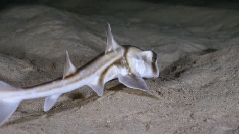 Port-Jackson-Shark-swimming-at-night-in-slow-motion-4k-Heterodontus-portusjacksoni