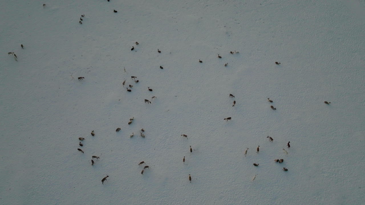 antena sobre rebaño de renos reunidos en campo boreal nevado en noruega