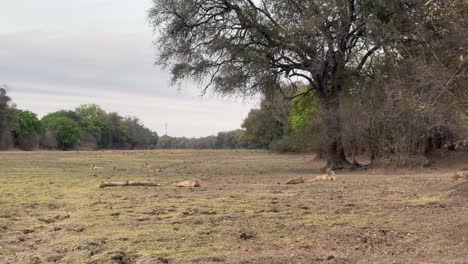 pan right view of lions (panthera leo) resting on a dry river bed in south luangwa national park. zambia.