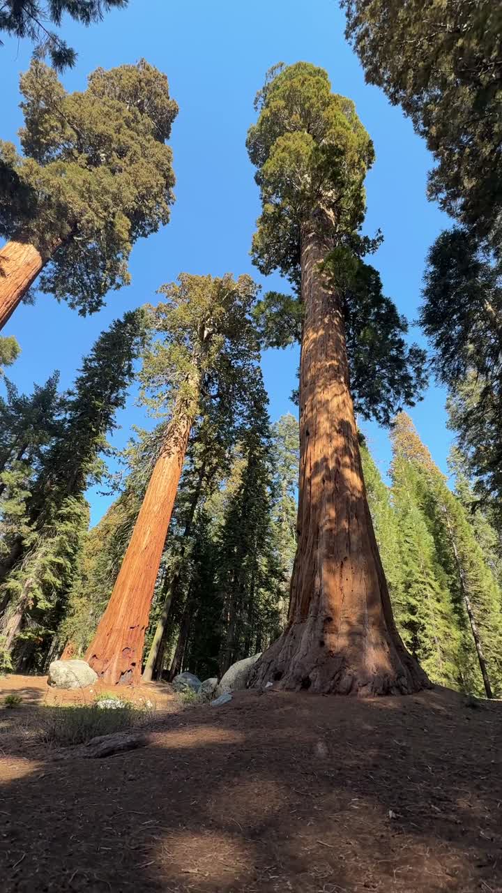 Imponenti sequoie giganti sotto un cielo azzurro e limpido