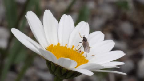 Un-Mosquito-Está-Chupando-Néctar-De-Una-Flor-De-Margarita-Y-Vuela-A-Cámara-Lenta