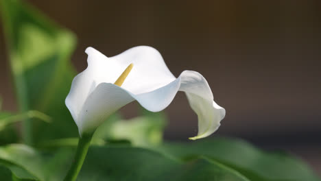 in the summer breeze, a stunning white calla lily gracefully dances amidst vibrant green leaves