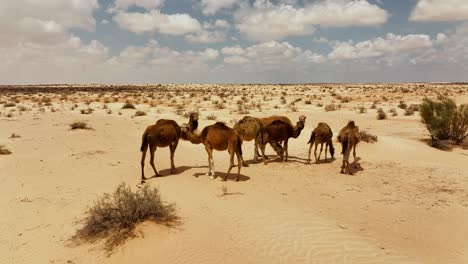 The-drone-is-flying-around-a-group-of-wild-camels-in-the-sahara-desert-in-Tunisia-Aerial-Footage-4K