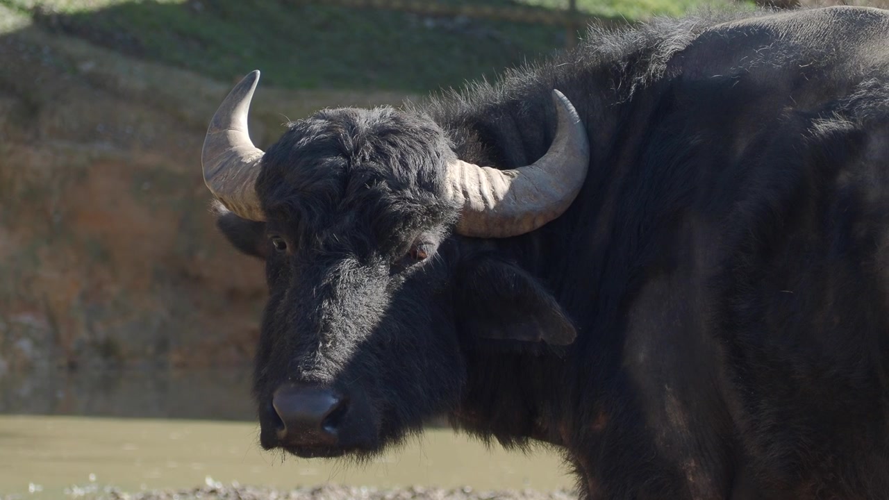 Maestoso bufalo d'acqua nero con grandi corna in piedi vicino a uno stagno