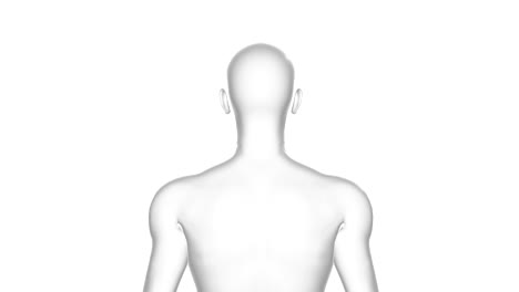 man, male human body, 3d model, seamless loop