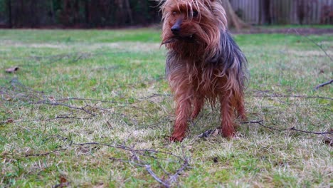 der zweig wird von einem yorkshire-terrier-hund in zeitlupe sanft gekaut und gebissen