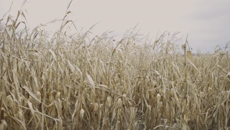 Golden-brown-leaves-of-a-corn-plantation--wide-pan