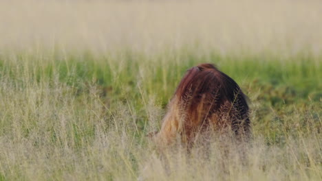 brown hyena feeding on a carcass