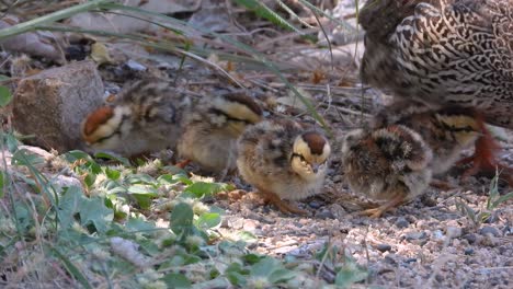 Fluffy Natal spurfowl chicks foraging on the ground with their mother in a natural habitat