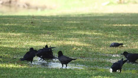 pájaros picoteando y caminando en el campo de hierba