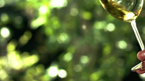 vino blanco en una copa de cristal con un jardín verde al fondo-4