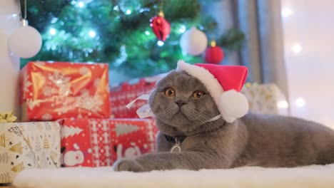 cute scottish fold cat wearing a santa hat by a christmas tree with gifts