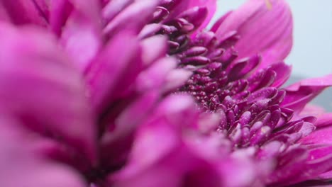 la flor del ficus kinky gerbera es un primer plano