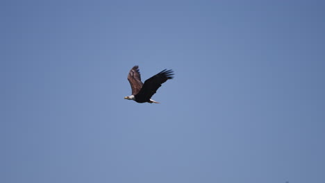 A-eagle-flying-in-British-Columbia-Canada-over-the-ocean