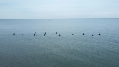 gansos nadando en el lago 4k drone