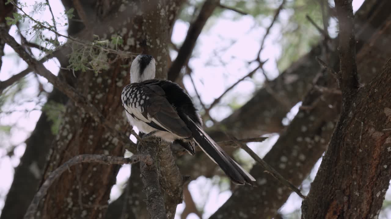 una foto de cerca de un pájaro hornbill sentado en un árbol y limpiando sus plumas, serengeti, tanzania