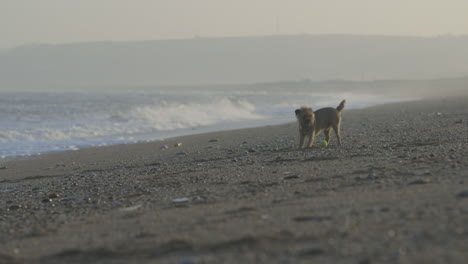 在海灘上玩的邊境犬的黃金時間拍攝的令人驚訝的長鏡頭