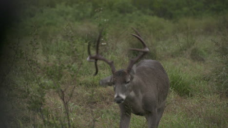 whitetail-bucks-in-Texas,-USA