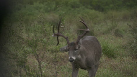 bucks de cola blanca en texas, ee.uu.