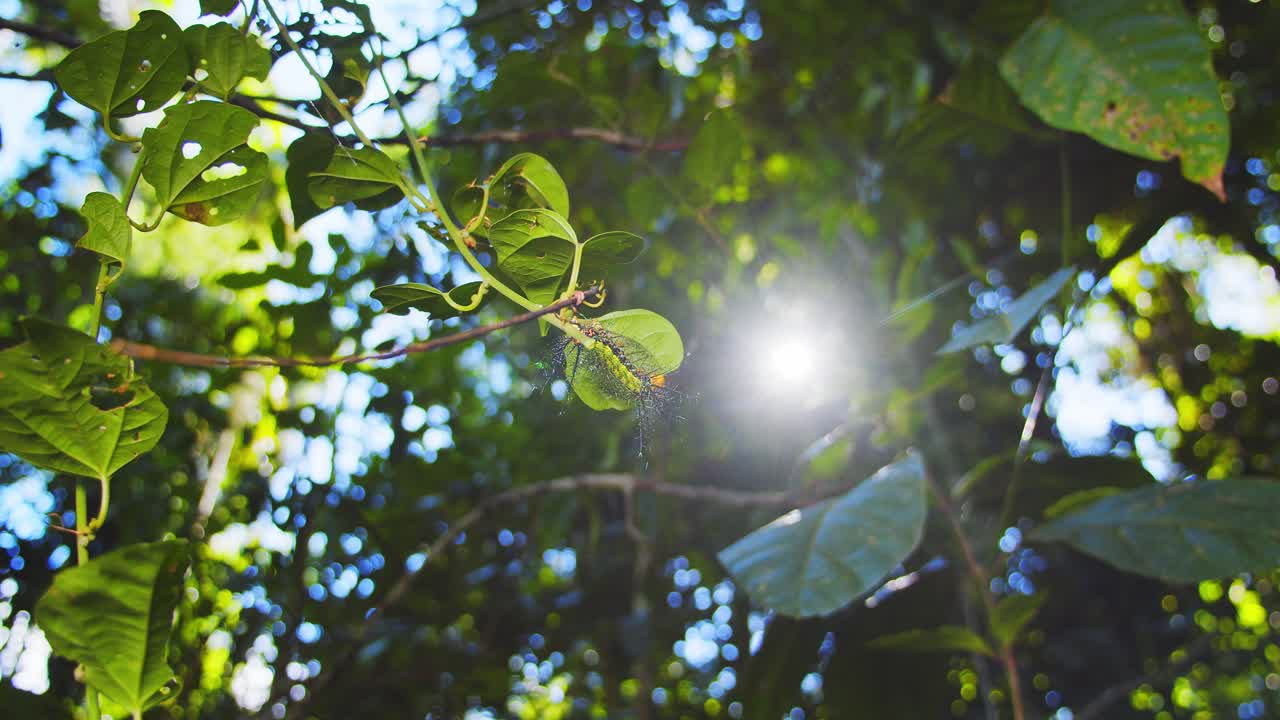 Sunlight backlights a spiny Saturniidae Moth caterpillar resting on a leaf in Peru’s lush rainforest.