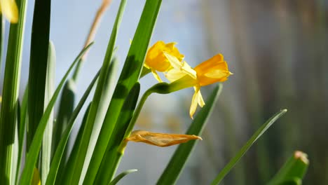 blooming daffodils turning towards sun in macro timelapse view