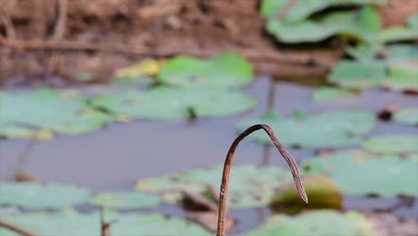 Un-Pequeño-Pájaro-De-Rápido-Movimiento-Que-Se-Encuentra-En-Casi-Todas-Partes-Del-Mundo,-La-Mayor-Parte-Del-Tiempo-Volando-Para-Atrapar-Algunos-Insectos-Pequeños