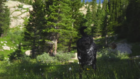 cute black dog runs from lake with large stick, then shakes off water