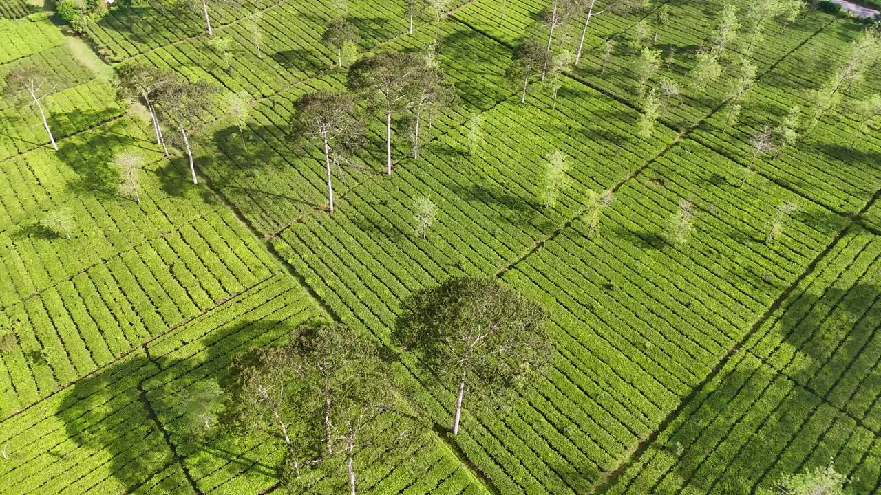 Aerial view of lush green tea plantations with neat rows of tea bushes and scattered tall trees under bright sunlight, creating a beautiful tropical landscape. Bedakah tea plantation, Indonesia