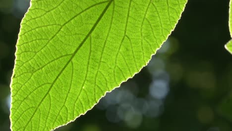 close up of a green leaf