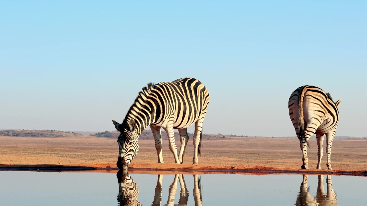 Mentre una zebra beve alla pozza d'acqua, un'altra sorveglia per pericoli potenziali.