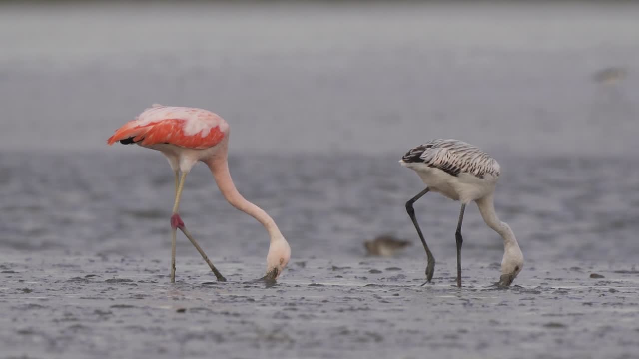 청소년 및 성체 칠레 플라밍고 물속으로 이동, 진흙 해안에서 여과섭식