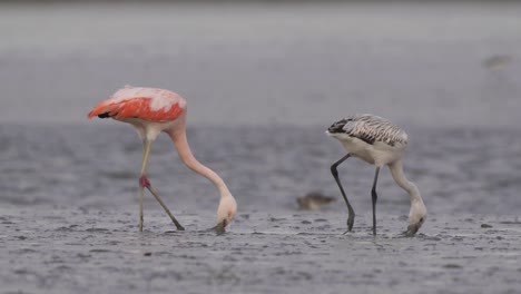 Juvenile-and-Adult-Chilean-Flamingo-Wading,-Filter-Feeding-In-Muddy-Shore
