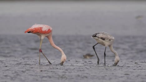 juvenile and adult chilean flamingo wading, filter feeding in muddy shore