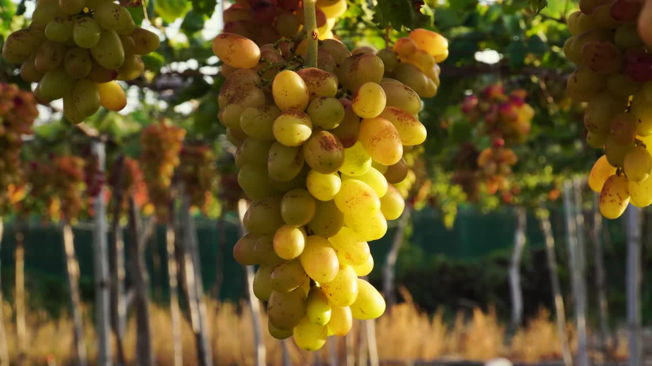 racimos de uvas amarillos sacudiendo en el viento, vigas de uvas iluminadas por el sol vibrante