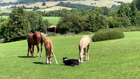 Border-Collie-playing-with-baby-horses-grazing-in-a-field-in-Chipping-Campden---Cotswolds,-England