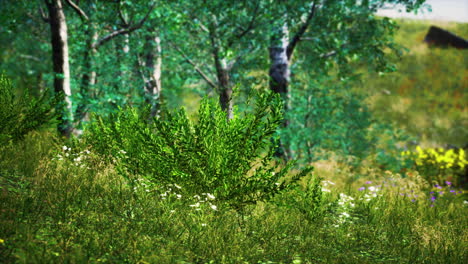 grass field and forest trees