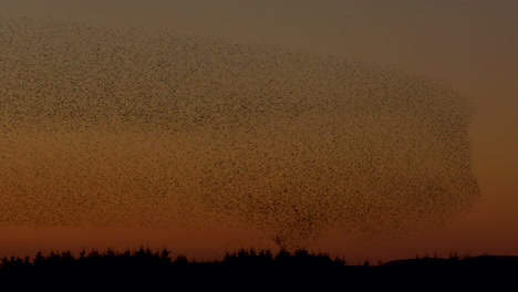 massive starling murmuration against a clear orange sky, spooked by a bird of prey causing the birds to twist and turn
