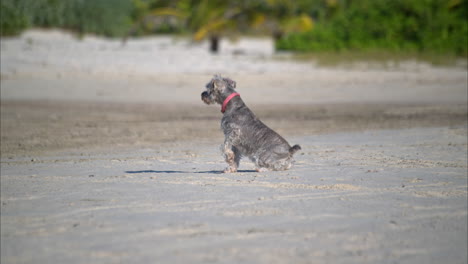 cámara lenta de un schnauzer gris tirado en la arena y luego sentado en un día soleado