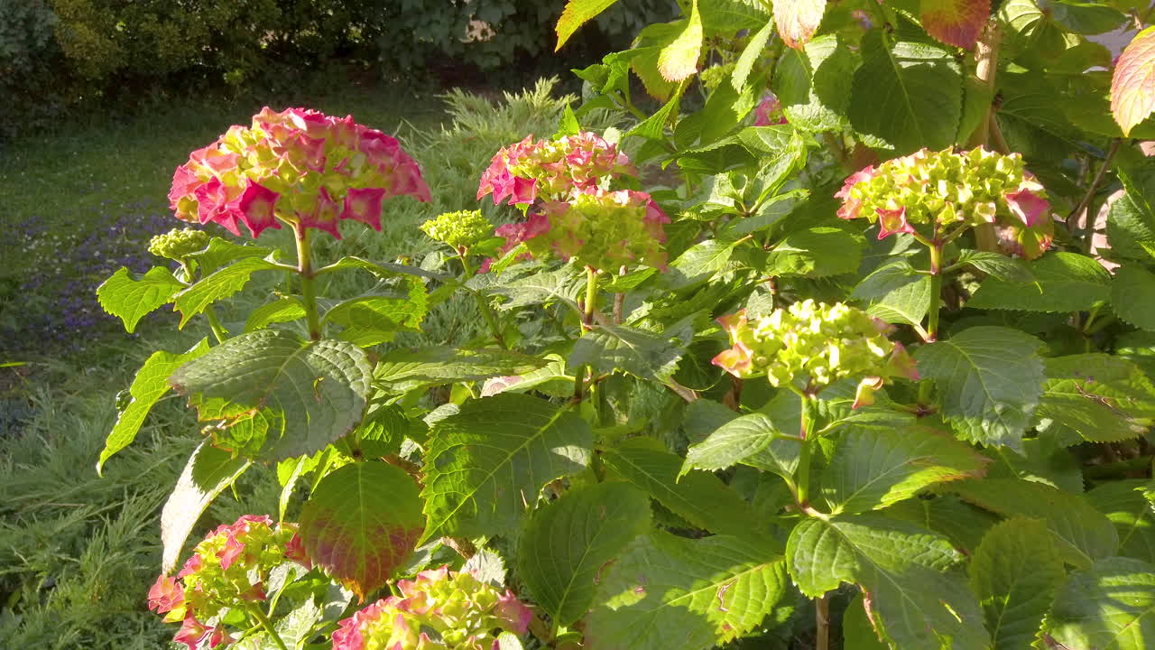 hortensia francesa, creciendo en el jardín delantero en el reino unido