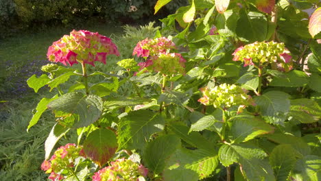 french hydrangea, growing in the front garden in the uk