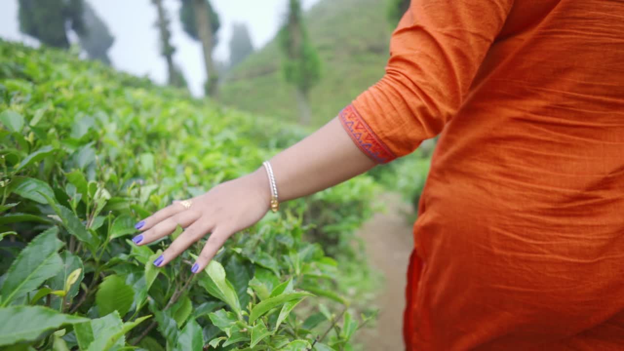 一人で若い女の子の手が茶園の葉に触れて歩く、スローモーション、後ろから撮影、クローズアップショット