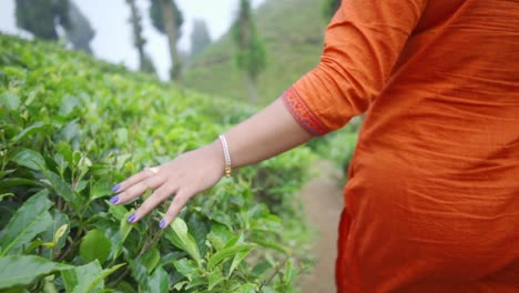 alone young girl's hand touches leaves in tea garden and walks, slow motion, shot from behind, closeup shot