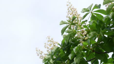 flowers of chestnut through the sky