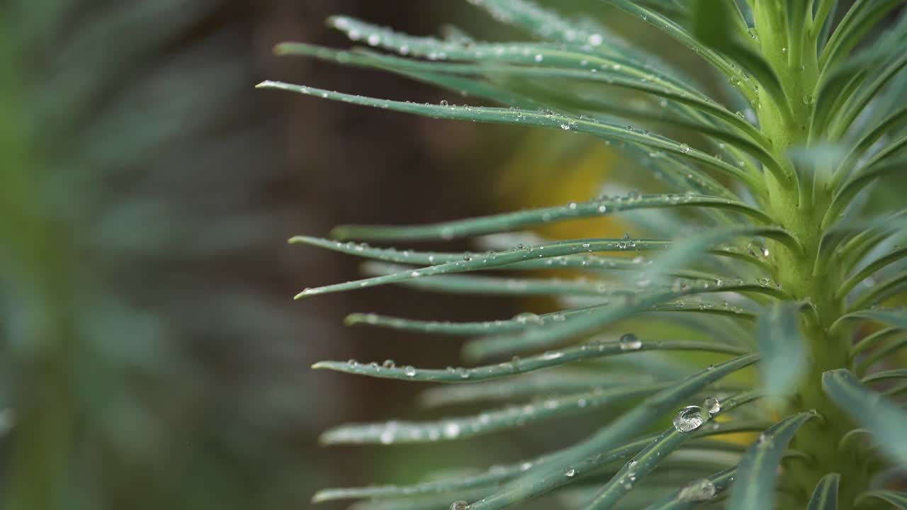 primer plano de gotas de agua de hojas golpeadas a mano